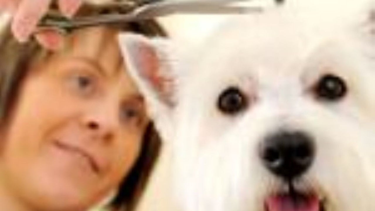 01030b3f-a42c-4f6b-9e14-5bca6d55145a-beautipetsdoggroomingschool-gb-motherwell-fresha-5869952