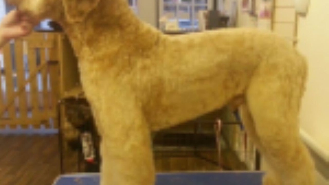 0dbcbc68-44de-44b7-89cd-3c06bc58ee92-beautipetsdoggroomingschool-gb-motherwell-fresha-8195961