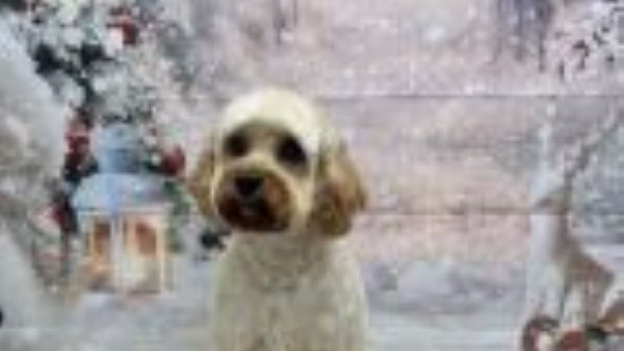 bb6903fc-098a-4c5d-9b8a-ef3d10bc50fd-beautipetsdoggroomingschool-gb-motherwell-fresha-5919934