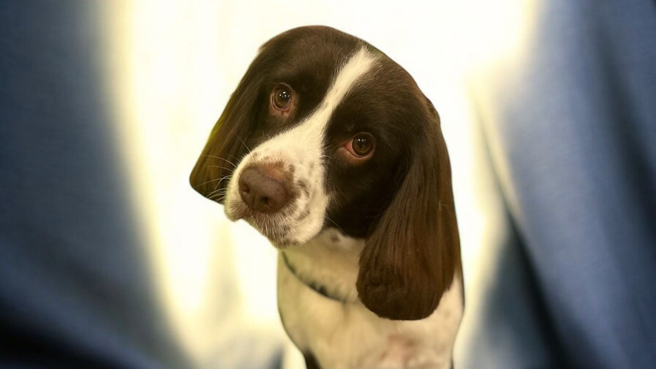 024d4b5b-6e44-4f63-b030-95a6ba9a0914-groomatthetop-caitlin-gb-scotland-polbeth-fresha-2436678