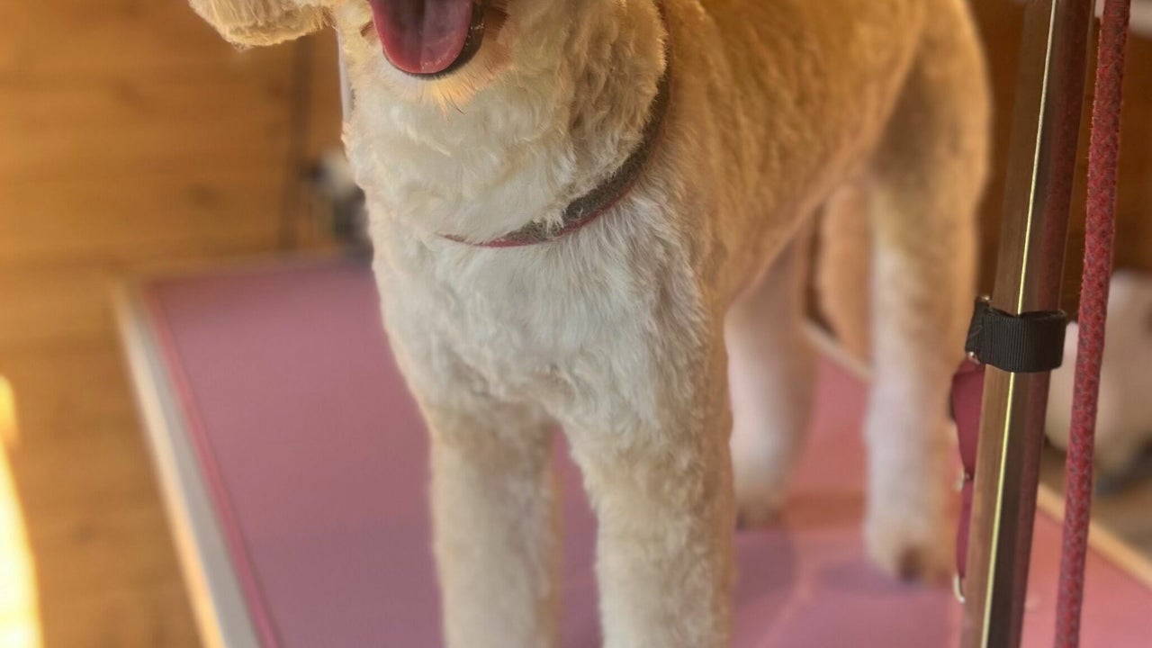 040f640a-9192-4e08-8ccd-1a0add5251b4-thegroomshed-gb-england-arnside-fresha-7207045