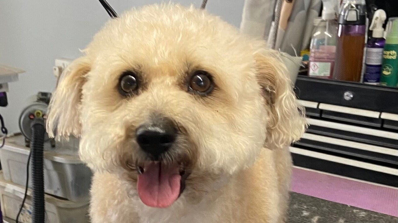 0498d904-e298-477a-b7d4-b57cbe9b7dee-pupsueydoggrooming-gb-england-devizes-fresha-4210102