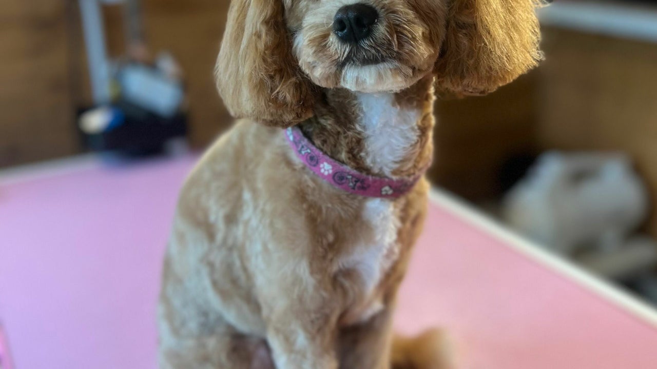 0bdcfadc-f6b9-4038-8303-2cf7b48edf30-thegroomshed-gb-england-arnside-fresha-6428712