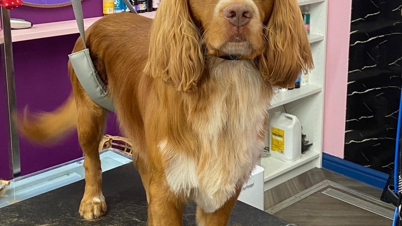 269e42a2-f45a-49d4-ba58-ad61f42e77cf-pupsueydoggrooming-gb-england-devizes-fresha-6395479