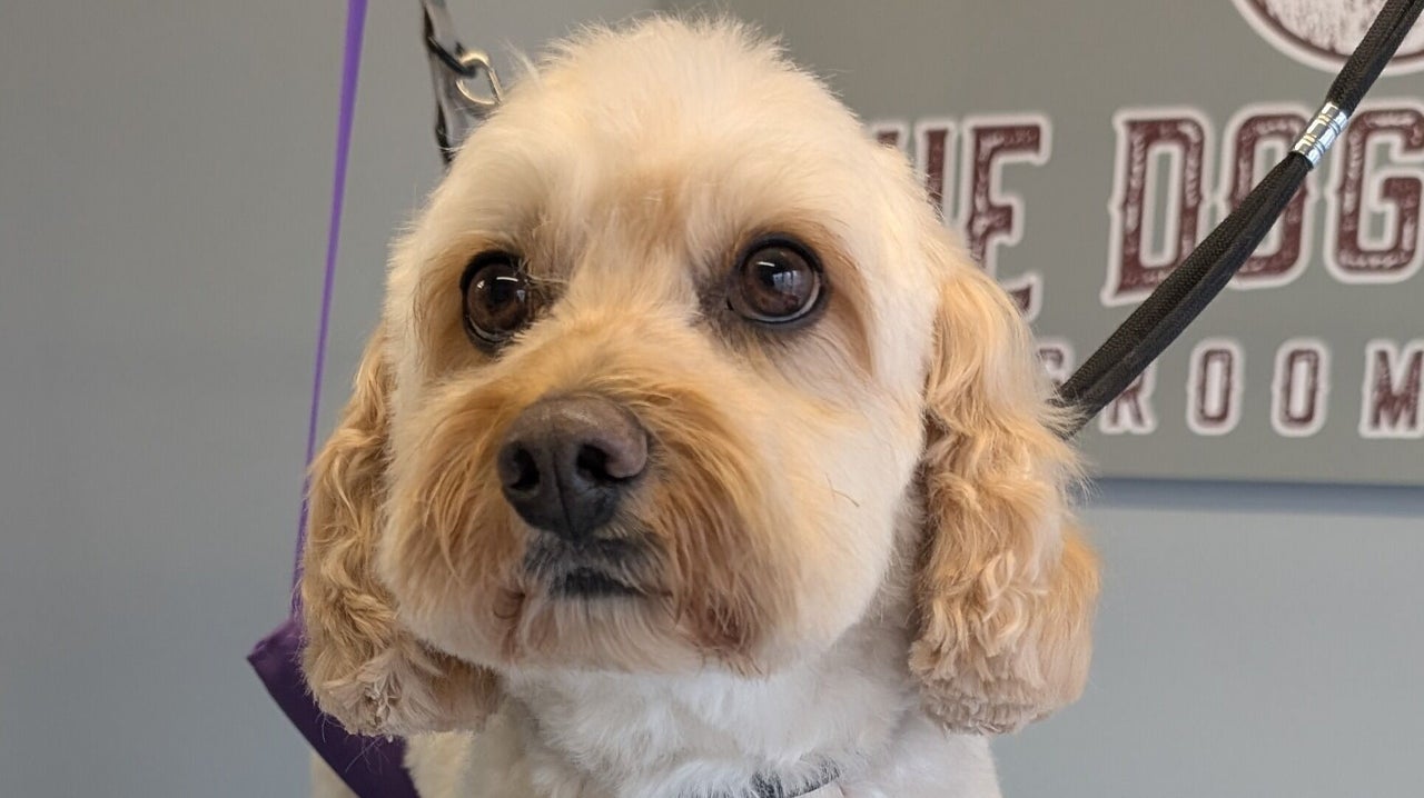 298c57ac-ff4c-4280-8347-a66e138cab4a-thedogfathergroomers-gb-england-morecambe-fresha-7005682