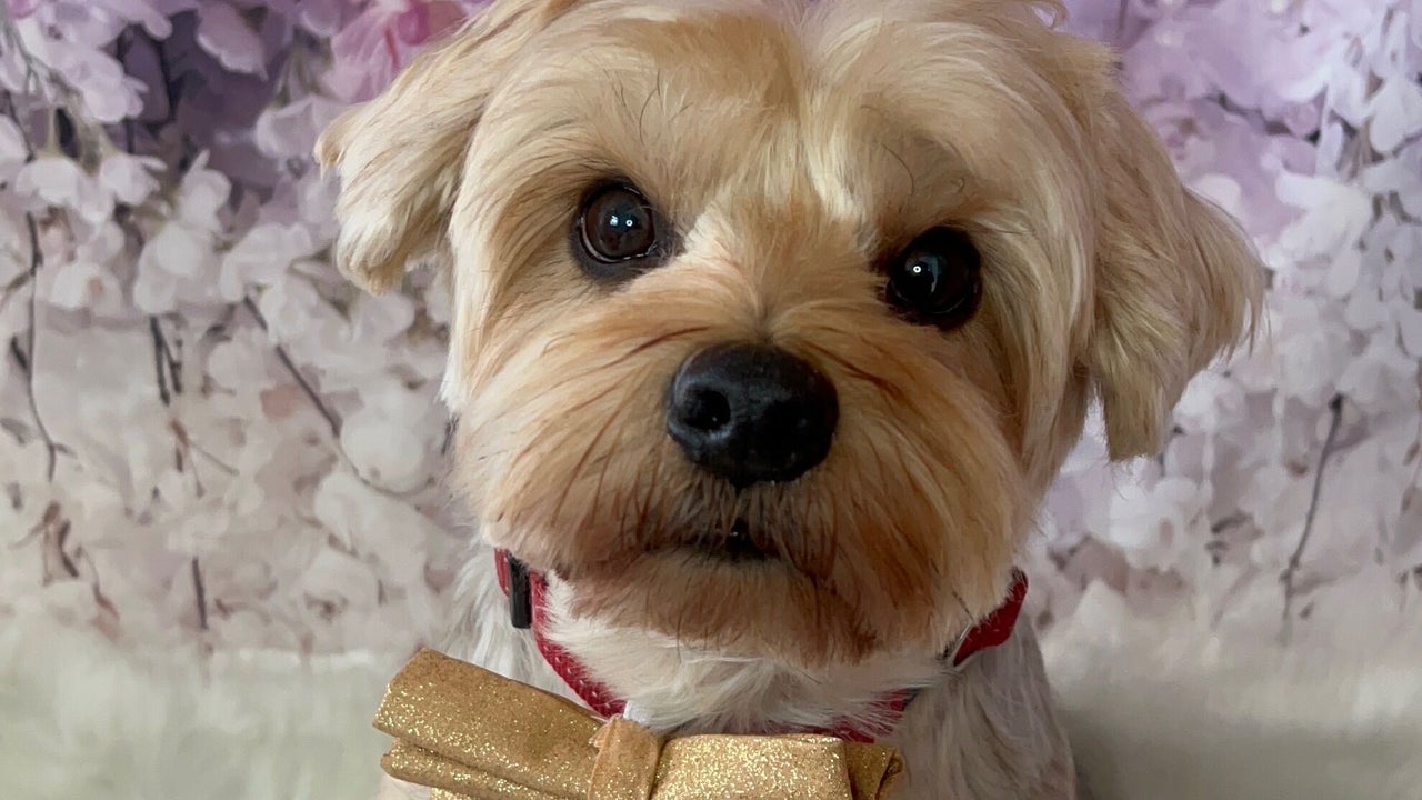 34c1c73a-6181-4af2-9ba4-cbd9b8dadd30-dollyandcogrooming-gb-england-hockley-fresha-2880287