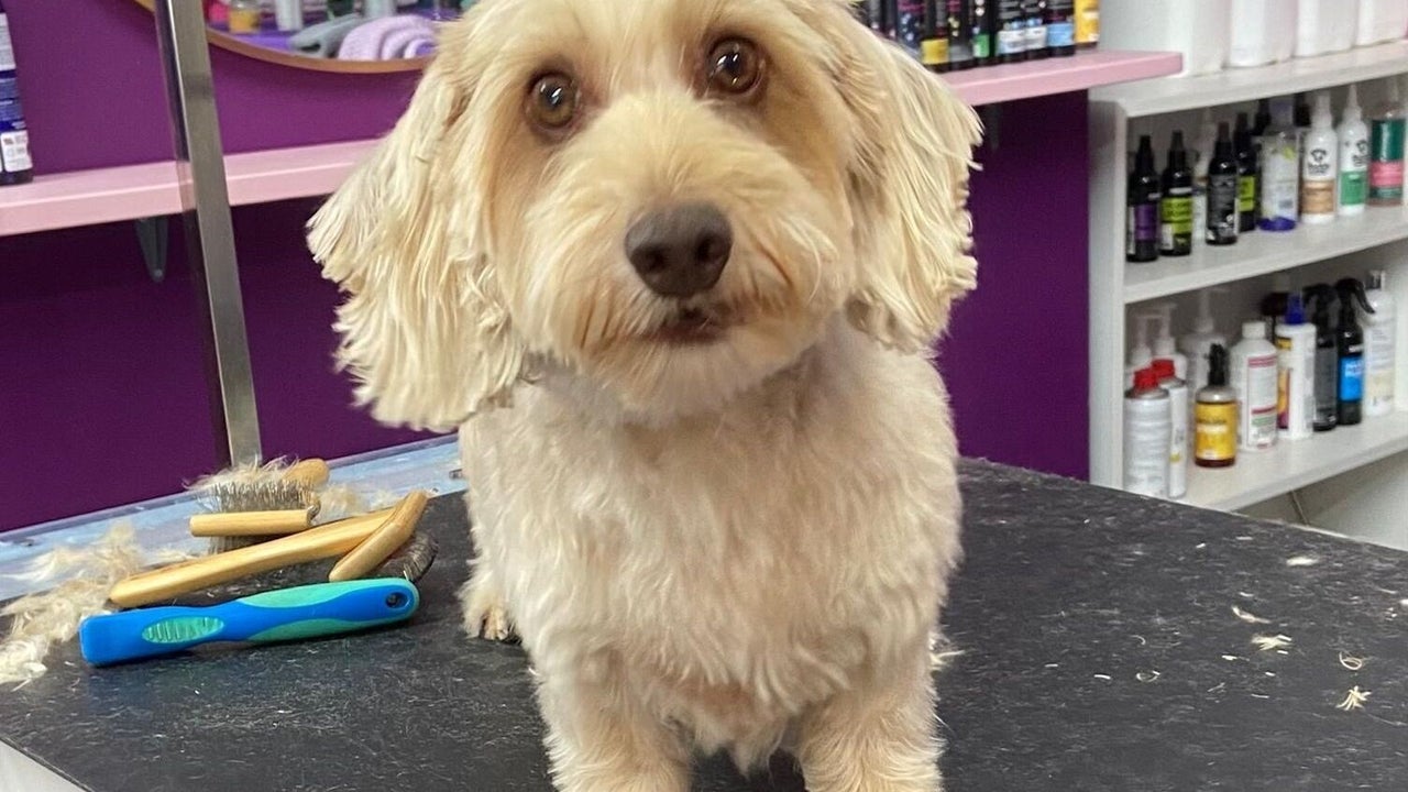 3e9e732a-faa3-4b87-975d-5123f3c324bb-pupsueydoggrooming-gb-england-devizes-fresha-5293658