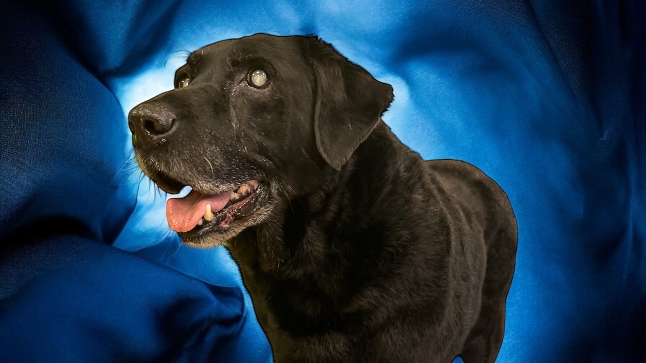 3f2636f2-cf21-4391-8656-651da69328cb-groomatthetop-caitlin-gb-scotland-polbeth-fresha-2927671