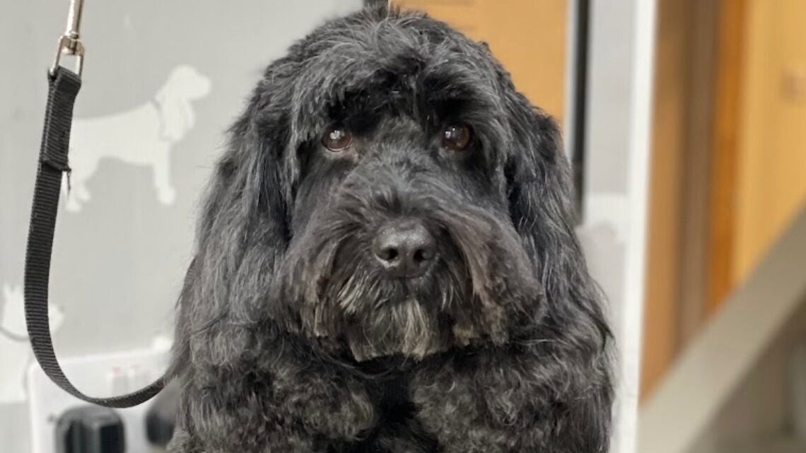 445539ba-b2a1-49be-97df-32e5edfad491-wendysdoggrooming-gb-england-derby-borrowash-fresha-7223564