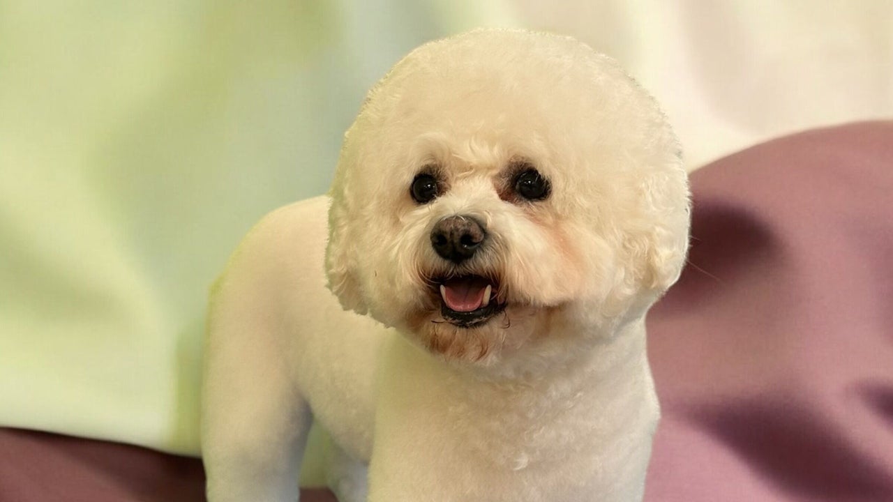 4dc95197-85b2-4dca-9a75-82e52af85cc5-groomatthetop-caitlin-gb-scotland-polbeth-fresha-5167029