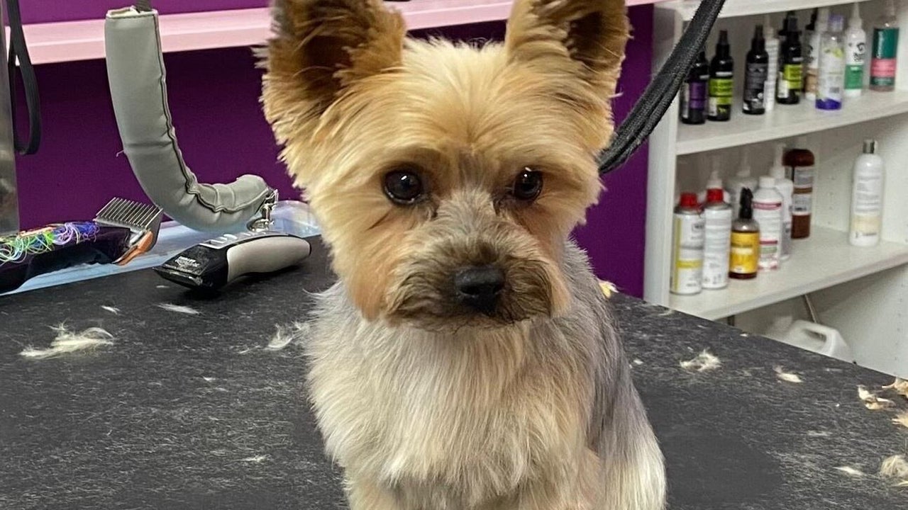 51767d09-a9ef-489c-aadc-403c95479d32-pupsueydoggrooming-gb-england-devizes-fresha-6918232