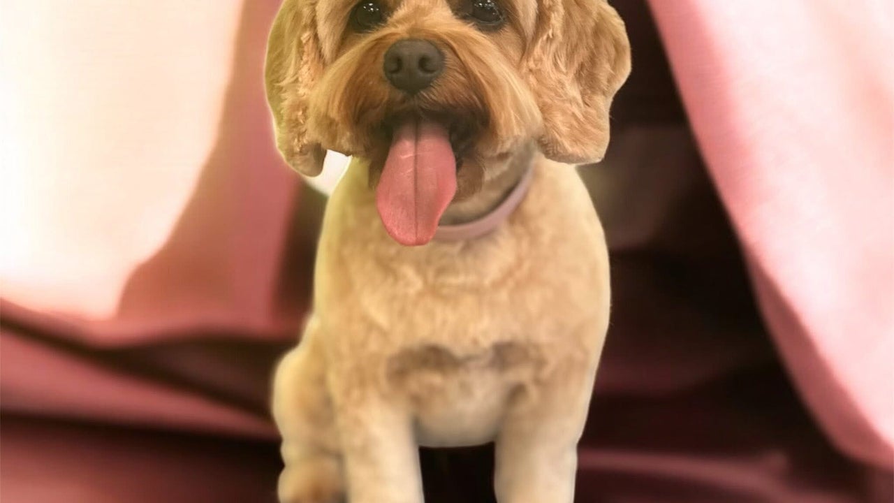 5594531d-c485-42df-9454-19a032682e2f-groomatthetop-caitlin-gb-scotland-polbeth-fresha-9802961