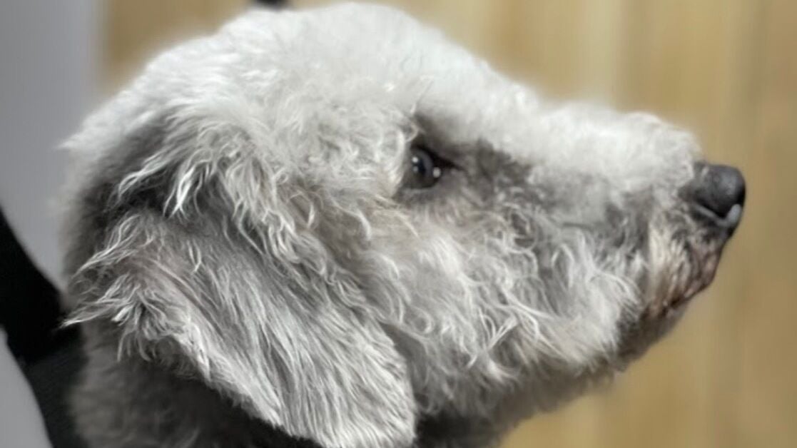 5d09e4a2-95ca-4bdc-827b-6ebac066722b-wendysdoggrooming-gb-england-derby-borrowash-fresha-6707144