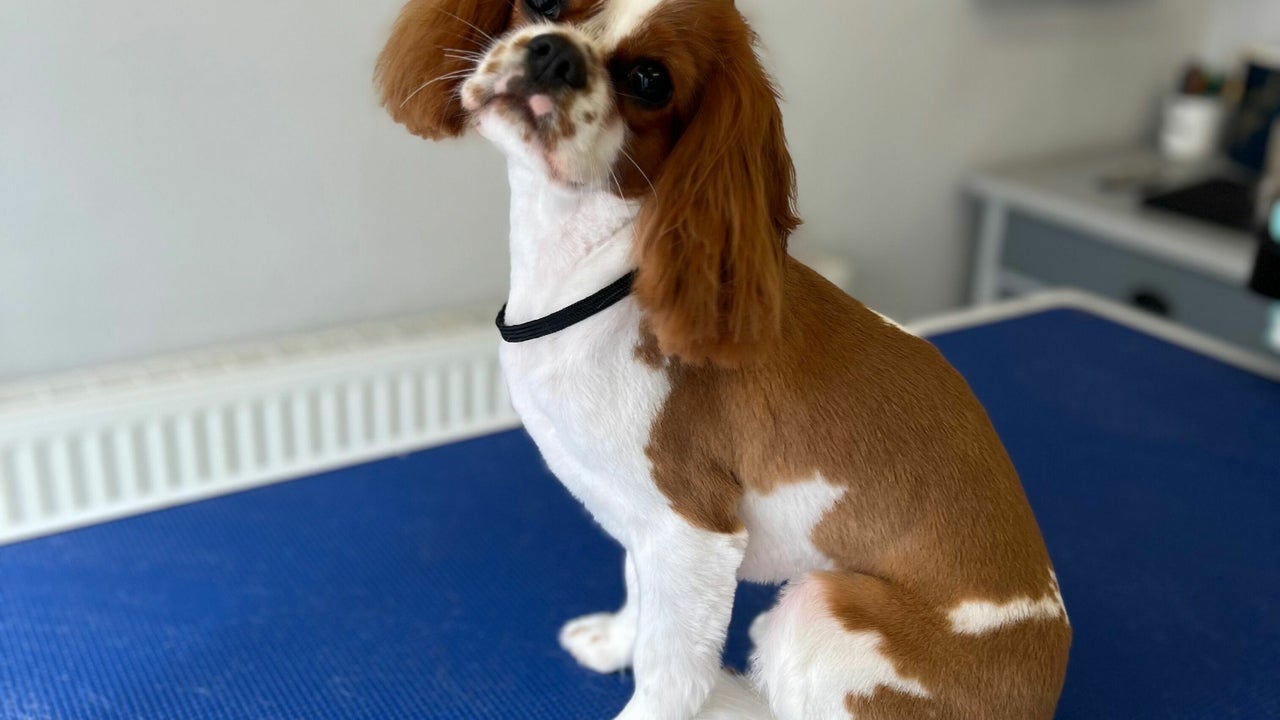 6239d6e5-53f4-491e-896f-abbdc5ab7185-thegroomshed-gb-england-arnside-fresha-9551865