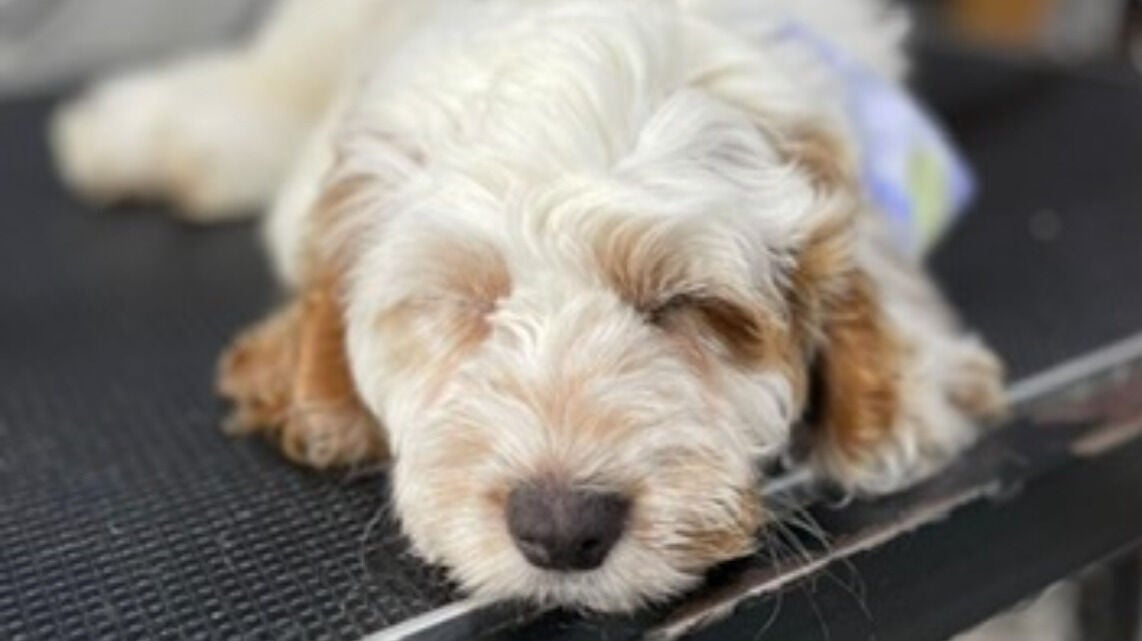 6404cd47-7d2a-4d2f-b342-f992609d85b3-wendysdoggrooming-gb-england-derby-borrowash-fresha-1602006