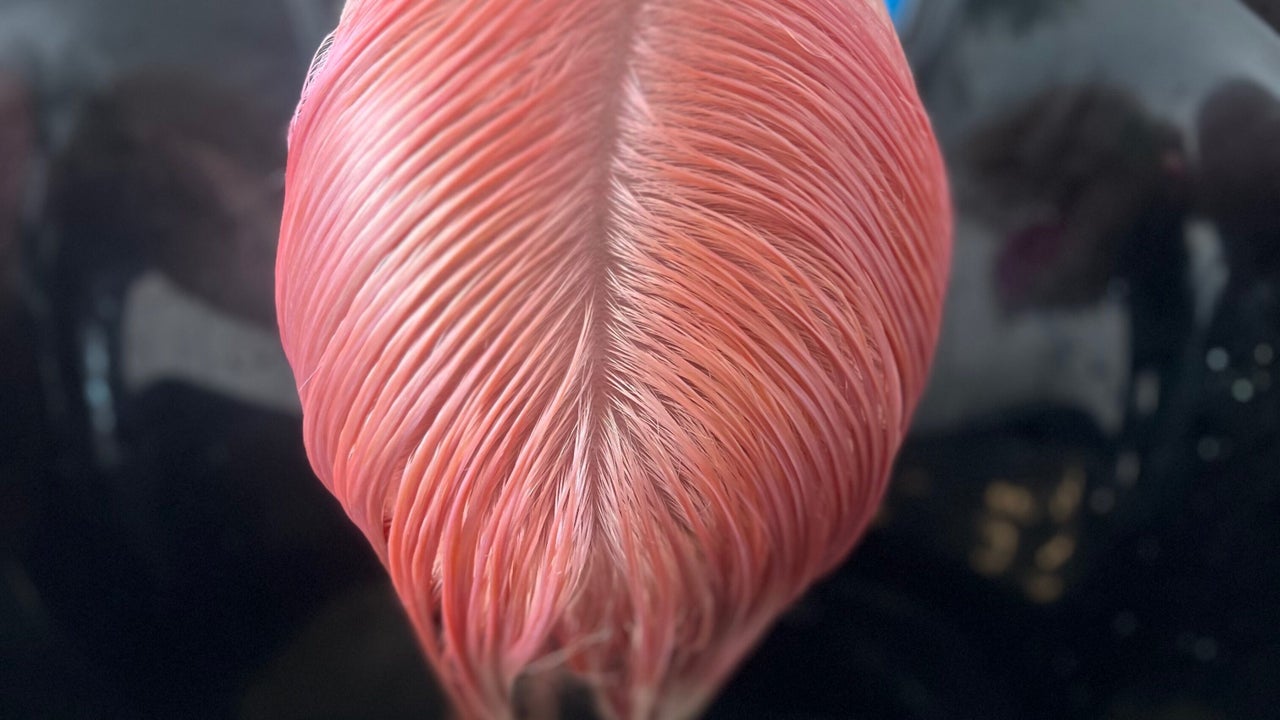 6fa57171-f8b0-4427-9302-a641ff835b3a-prpepr-gb-wales-llandundo-fresha-2171735