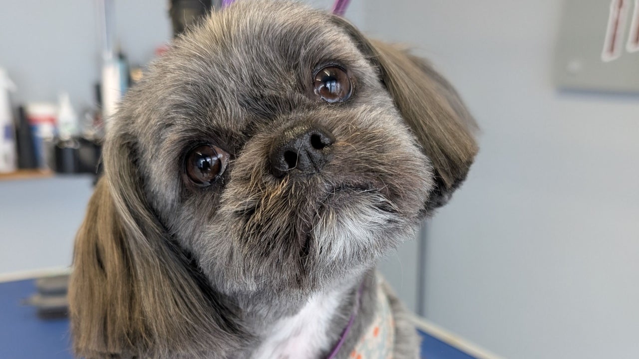 71729fbc-f4d3-428a-bd09-c6027855a20b-thedogfathergroomers-gb-england-morecambe-fresha-8914988