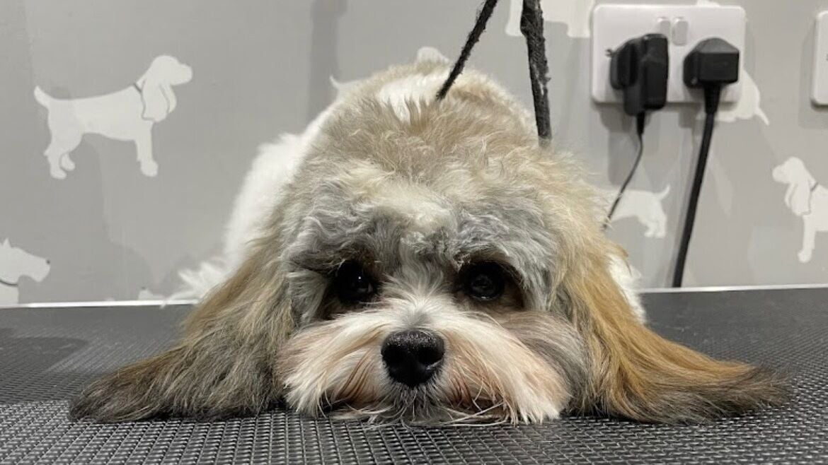 78cd79cb-0af6-46f1-b9f1-51426a309f82-wendysdoggrooming-gb-england-derby-borrowash-fresha-4467664