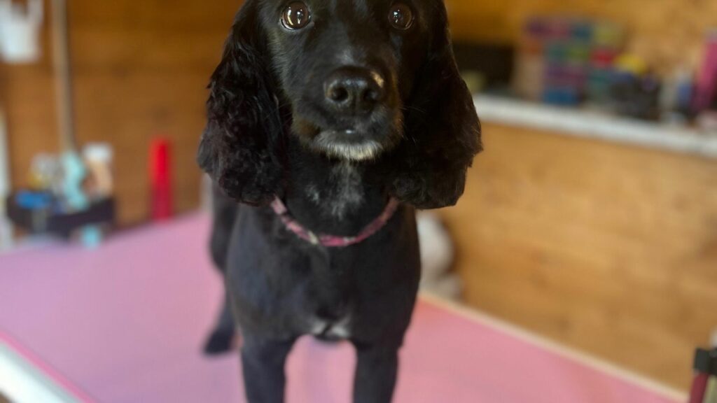 7c815d59-ab03-4be4-8e0e-f18e832ee505-thegroomshed-gb-england-arnside-fresha-8537413