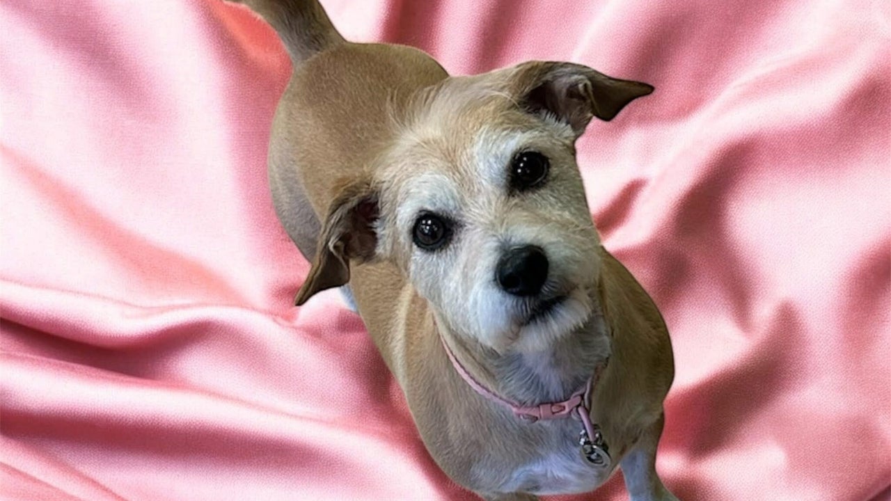 819aea5a-d822-4044-ab25-b335b973d18b-groomatthetop-caitlin-gb-scotland-polbeth-fresha-6829397