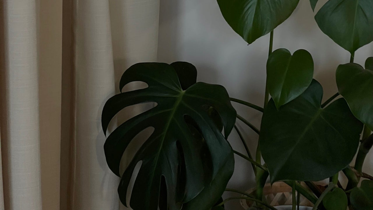 8d5b0a8e-8eba-4011-9f69-e4e03da05186-ljwbrows-gb-england-stoke-on-trent-basford-fresha-1187765