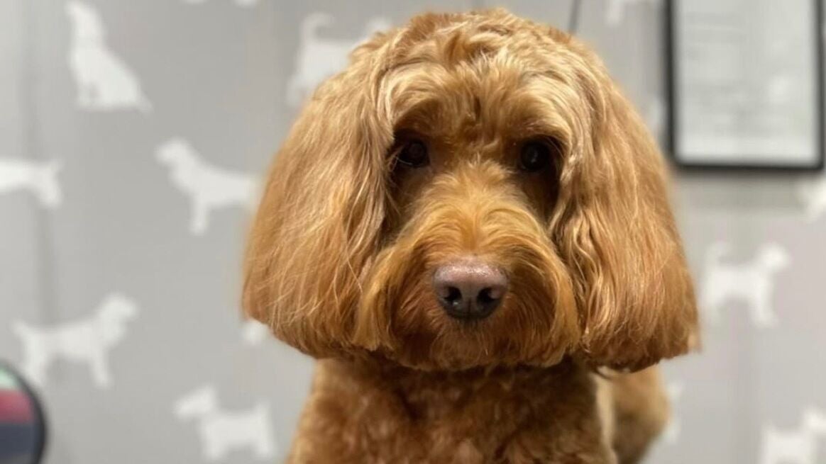 95f3f5b2-5c8f-486a-aa99-6073e3908176-wendysdoggrooming-gb-england-derby-borrowash-fresha-4946466