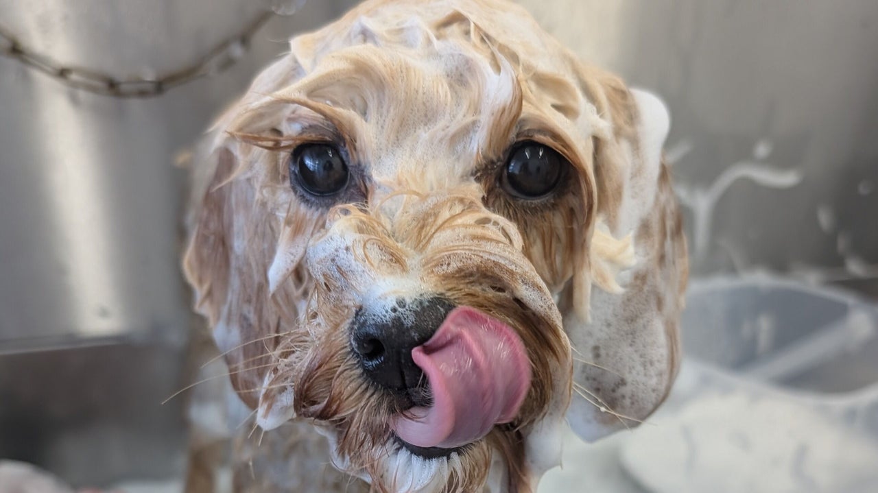 9650e69e-f167-4bd5-bb15-60c51d84dd96-thedogfathergroomers-gb-england-morecambe-fresha-6056731