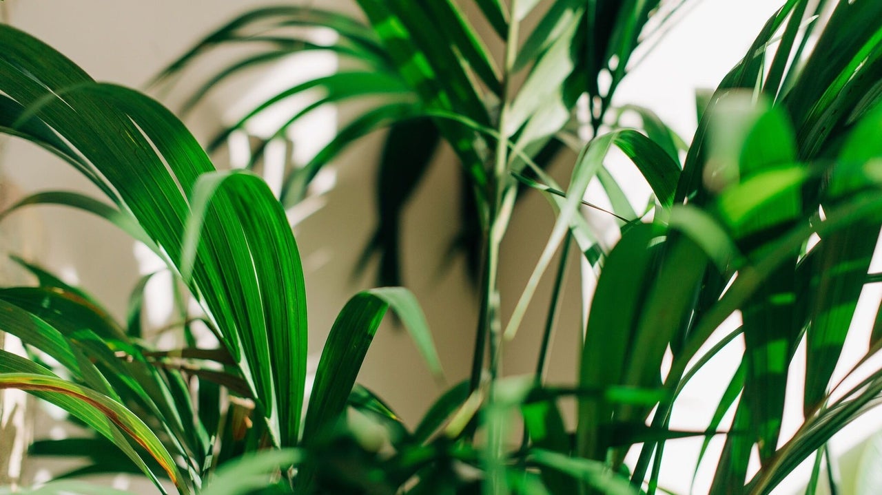 9fb73c02-94ec-4709-ba9d-661e7e6f84fc-bayouspa-gb-england-london-fresha-4659938