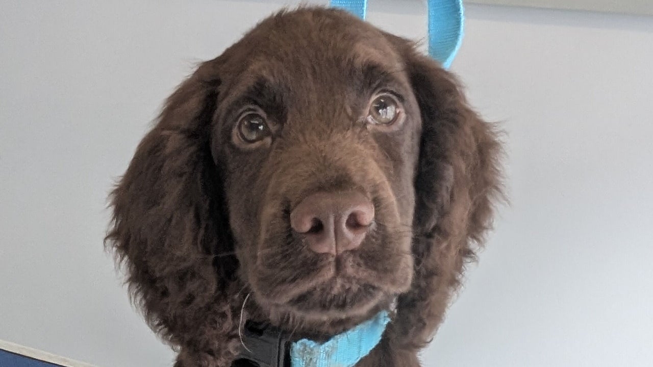 a71319e3-0f29-4587-a6e9-cca85fec9f00-thedogfathergroomers-gb-england-morecambe-fresha-7381405