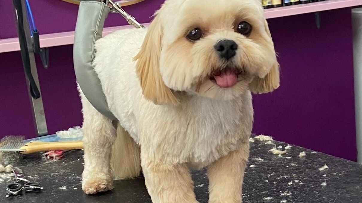 b3572514-07da-46e4-ae56-bb112d930f42-pupsueydoggrooming-gb-england-devizes-fresha-3542038