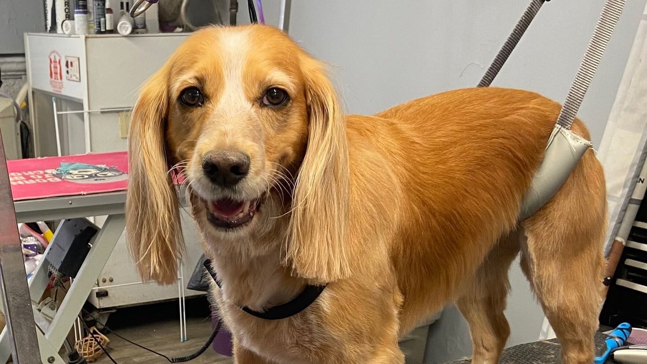 b5f54a8b-0fdd-4bcb-a381-cd184d9fcf6f-pupsueydoggrooming-gb-england-devizes-fresha-4077796