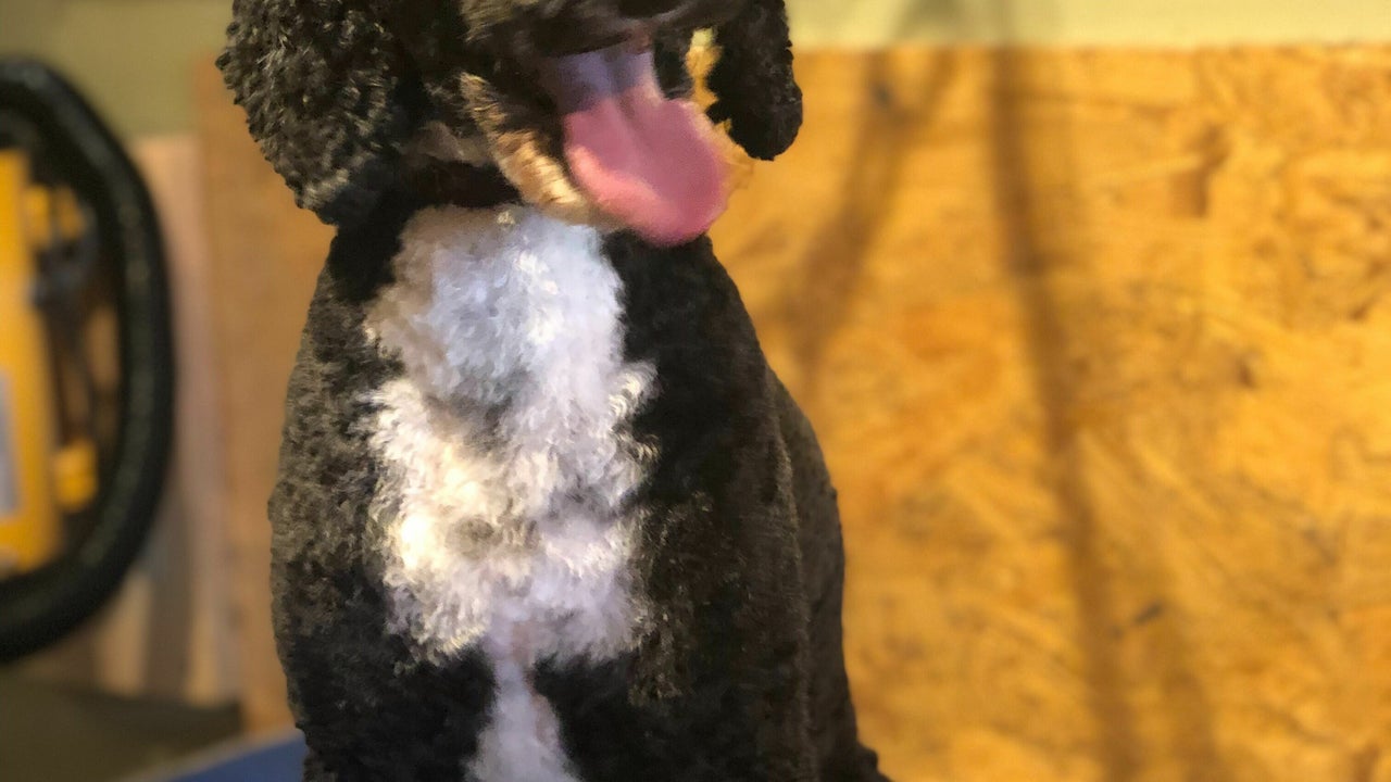 b9dd7f61-8b7f-4873-bbe8-be275634c863-6449835