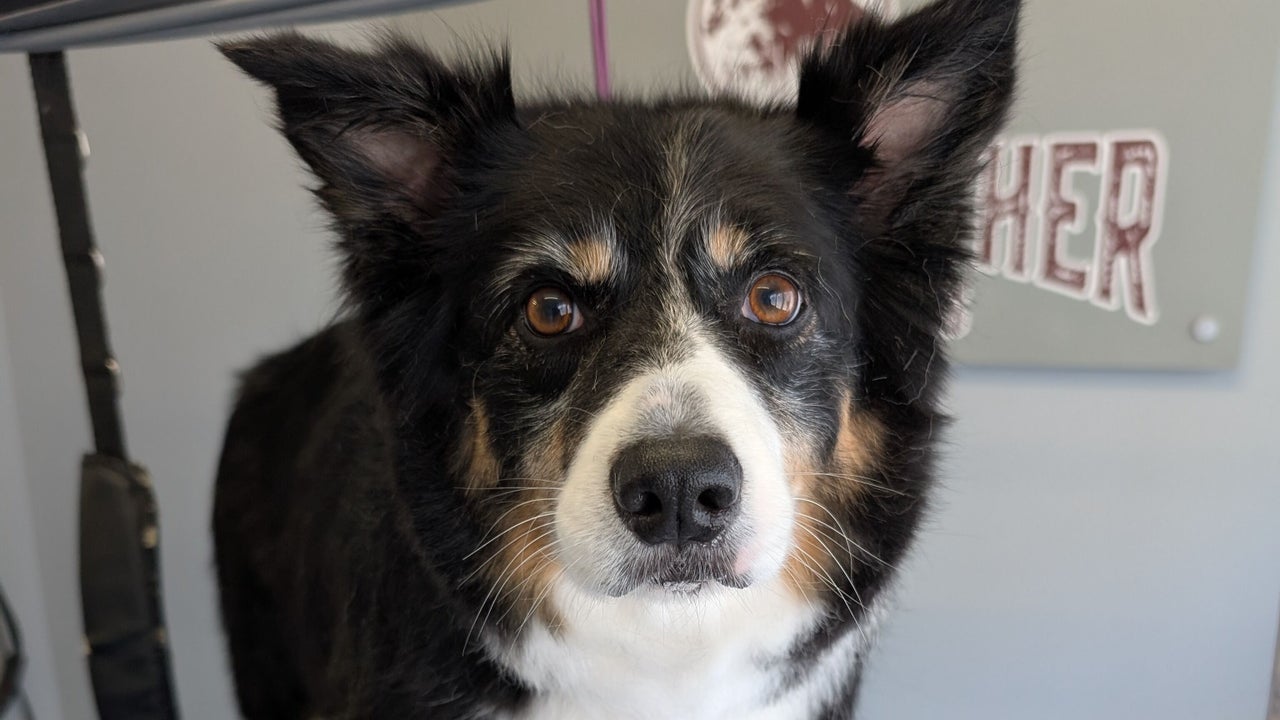 c0fd8544-fd76-4e60-a648-f31fa7db9b87-thedogfathergroomers-gb-england-morecambe-fresha-2082054