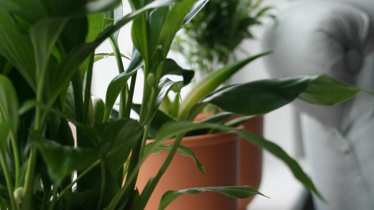 d117a657-43ed-45da-b191-fbe1b977826f-6721421