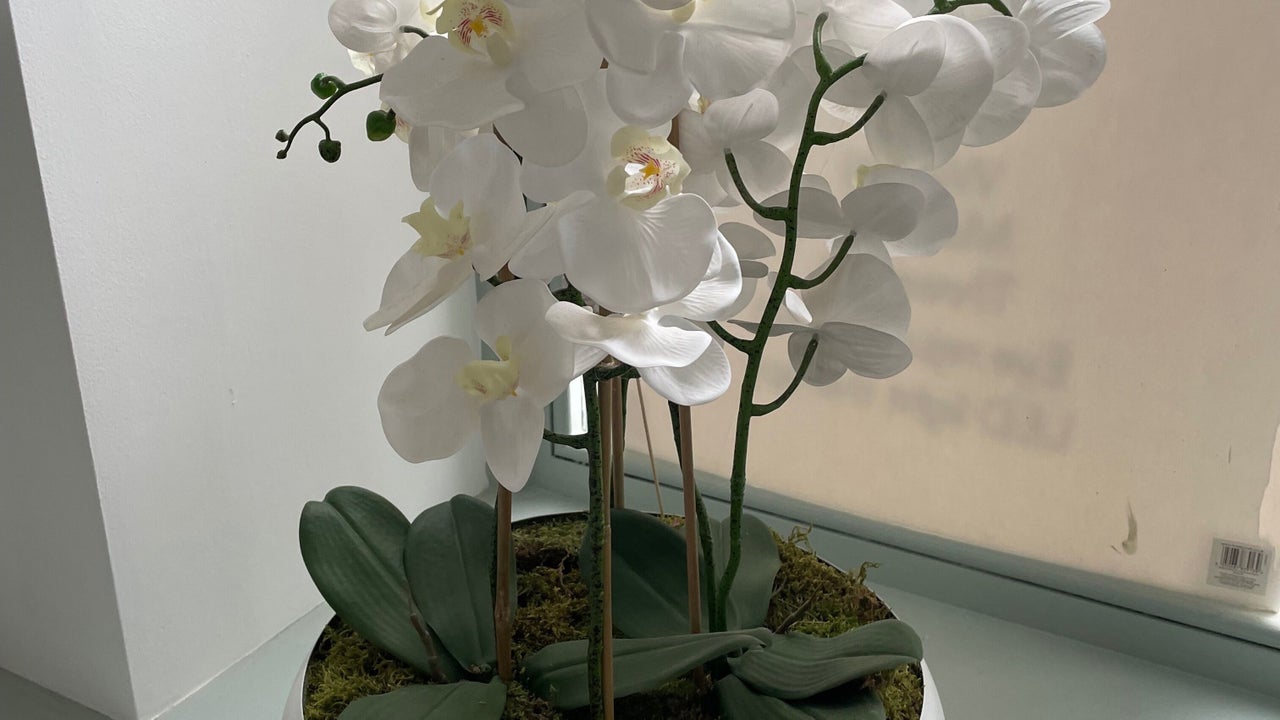 d98bcea2-c09d-41f0-b303-3b0d47082fd0-radiantskincareandbeauty-gb-england-plymouth-hydeparkpeverell-fresha-1965740