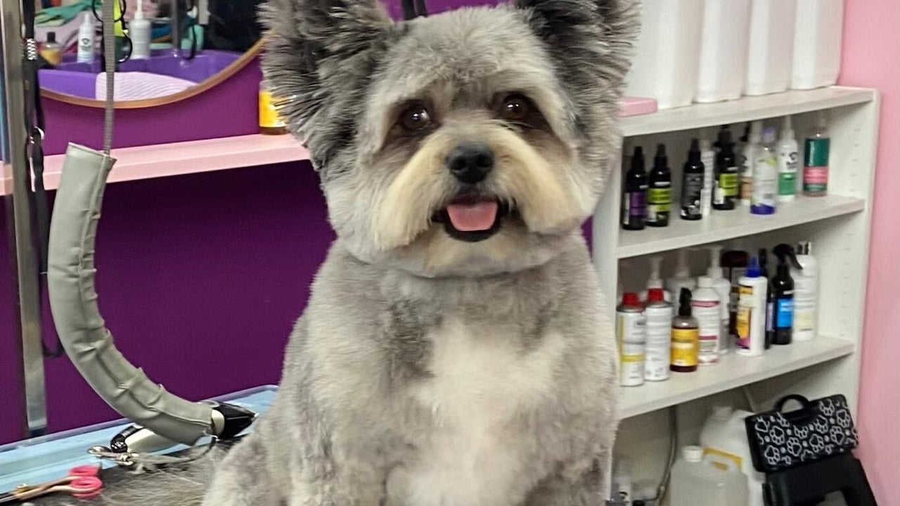 e10c812f-2752-4115-a0ad-f0b41201f75c-pupsueydoggrooming-gb-england-devizes-fresha-8464886