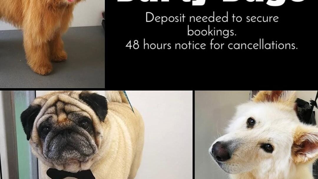 e1844e2e-7a7a-4b88-9c62-e717fb92416e-durtydugsdoggrooming-gb-scotland-dumbarton-fresha-6967294