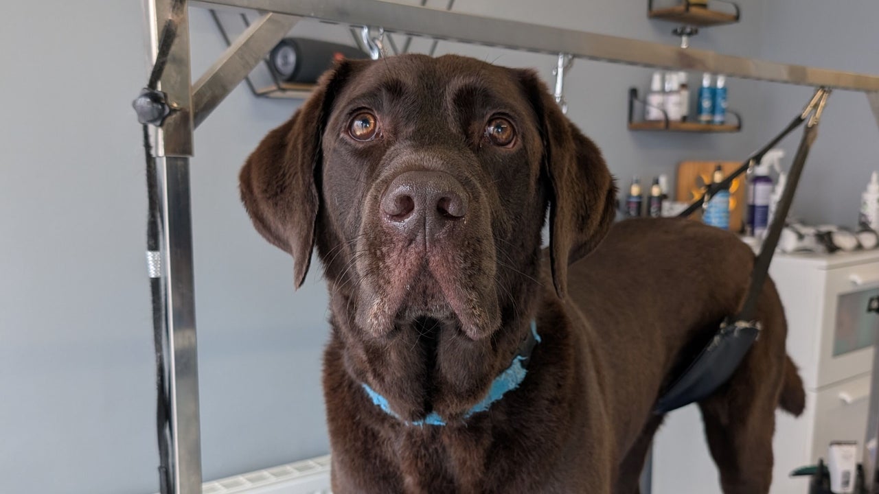 e8d6c4c4-4f83-4e87-8ed4-ef1d7cac5b9d-thedogfathergroomers-gb-england-morecambe-fresha-3726502