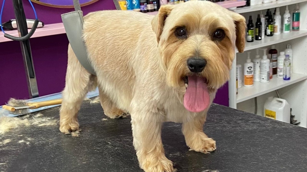 e92bff93-bea3-43d9-ad2e-7f19108b78f4-pupsueydoggrooming-gb-england-devizes-fresha-6622630