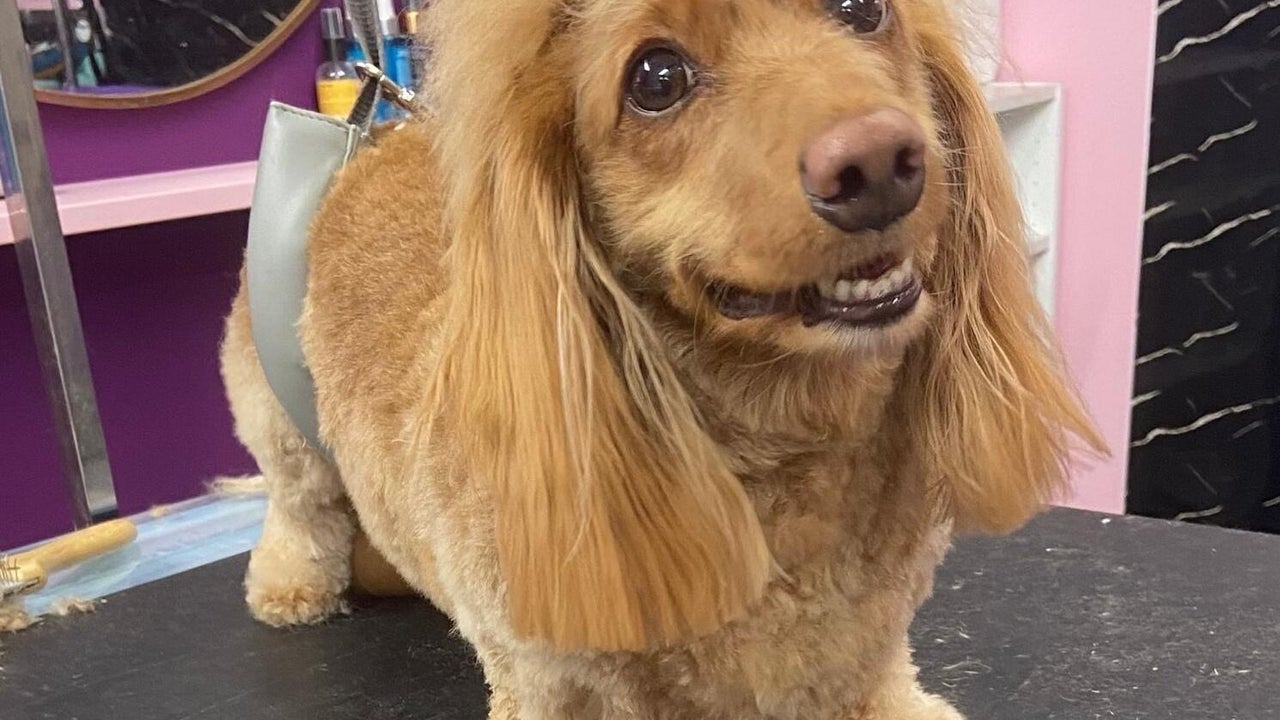 f0398848-3d61-4cd5-b147-73345bb70fdd-pupsueydoggrooming-gb-england-devizes-fresha-1596245