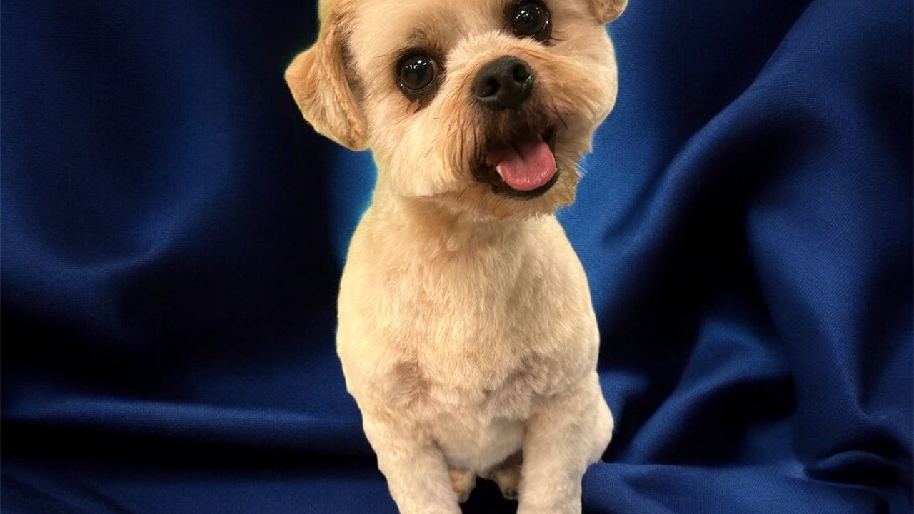 f8d686df-74e6-4265-b21d-d1d8c8128005-groomatthetop-caitlin-gb-scotland-polbeth-fresha-1562009