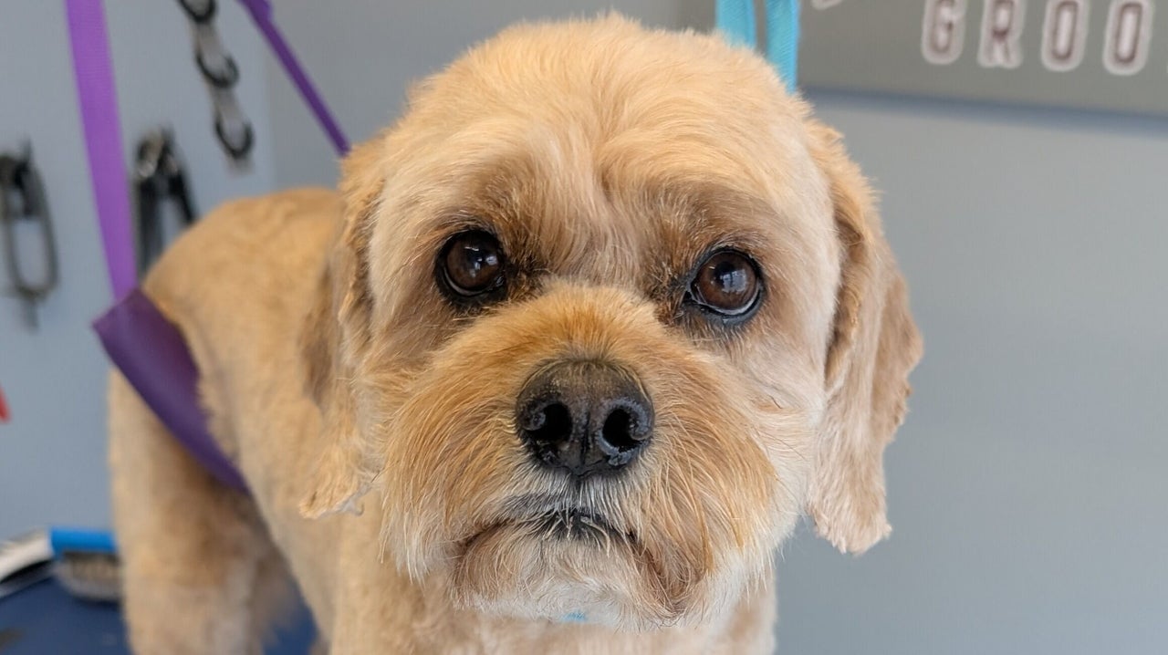 fc158cdd-4895-4831-b678-8de66d05dedf-thedogfathergroomers-gb-england-morecambe-fresha-2487031