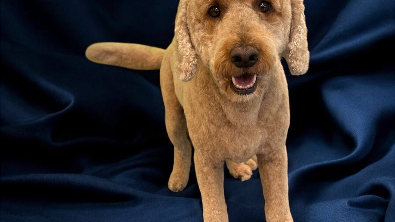 fd5ee8ac-9ef0-40f9-bc48-5a3610f17dcc-groomatthetop-caitlin-gb-scotland-polbeth-fresha-7235984